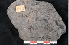 Foto (Detailansicht) von Plantae indet.  (NHMW-GEO-2024-0188-11519)